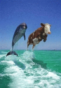 image for Cattle think they are dolphins while on marijuana
