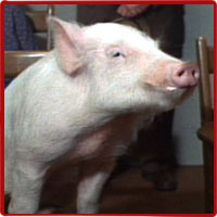 image for Arnold Ziffel Appointed Secretary of Agriculture