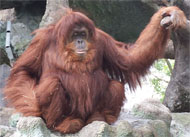 image for Bigfoot Named President of Georgia and Makes Peace With Russia