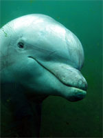 image for Terrorist Dolphins Thwarted