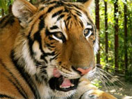 image for Hull City-Premier League Bell Ring- Decision Imminent