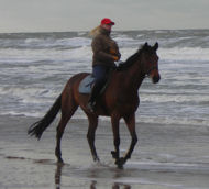 image for DNA Proves Winehouse is Shergar