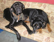image for 'Bo' the First Dog says,