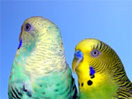 301106-2807Birds.jpg