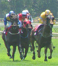 image for Catholic Horses
