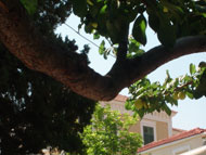 image for Greece Used To Push Olives Up The Lesbos Agenda