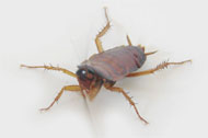 image for PETA Women to Breast Feed Bed Bugs in New "Compassion Tour"