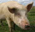Funny story:  Hollywood mourns Porky Pig as Swine Flu Pandemic sweeps the US!