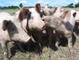 Funny story:  Tainted dollars recalled on swine flu contamination fears