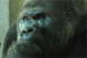 Funny story:  India's only Gorilla, Polo, is looking for a mate! Spoof writer volunteers his services!