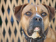 Funny story:  Wayne Rooney To Have Muzzle Fitted