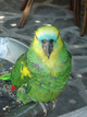 Funny story:  Minute's silence held at Anfield today for the death of Sarah MacNamara's budgie
