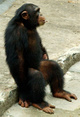 Funny story:  Diana Ross Wants Custody Of Michael Jackson's Pet Chimp Bubbles