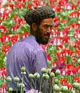 image for President Bush authorises the sale of opium to China.